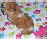 Small Photo #17 ShihPoo Puppy For Sale in ORO VALLEY, AZ, USA