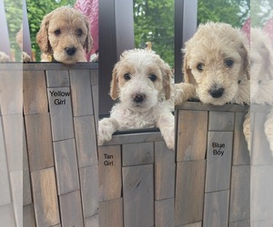 Goldendoodle Puppy for sale in ROCHESTER, NY, USA