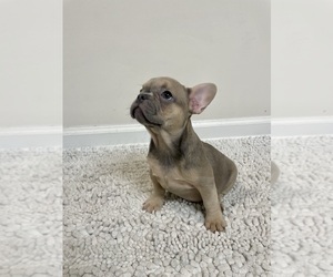 French Bulldog Puppy for sale in CHARLESTON, SC, USA