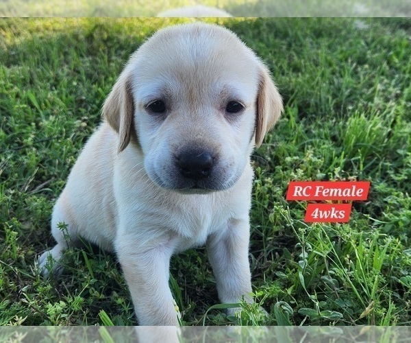 Medium Photo #135 Labrador Retriever Puppy For Sale in EDGEWOOD, TX, USA