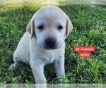 Small Photo #135 Labrador Retriever Puppy For Sale in EDGEWOOD, TX, USA