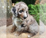 Small Photo #8 Aussiedoodle Puppy For Sale in COLUMBIA, TN, USA