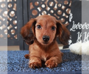 Dachshund Puppy for sale in MOUNT VERNON, OH, USA