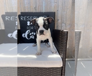 Boston Terrier Puppy for sale in BEECH GROVE, IN, USA