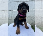 Puppy 1 Pink Bow Doberman Pinscher