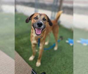 Mutt Dogs for adoption in Shelburne, VT, USA