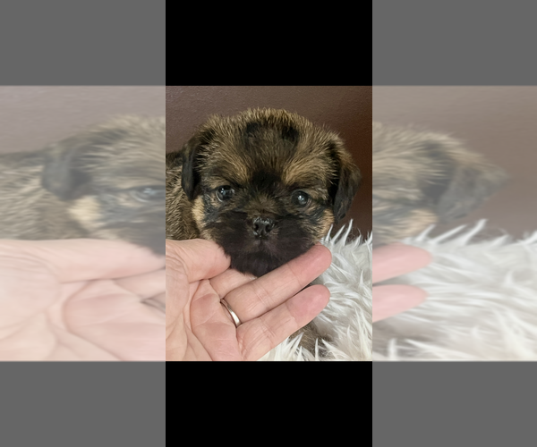 Medium Photo #5 Brussels Griffon Puppy For Sale in NILES, MI, USA