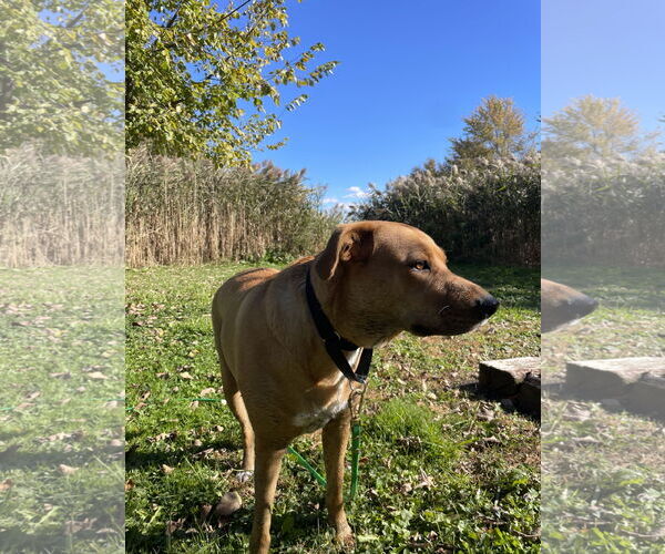Medium Photo #4 Labrador Retriever-Rhodesian Ridgeback Mix Puppy For Sale in Techny, IL, USA