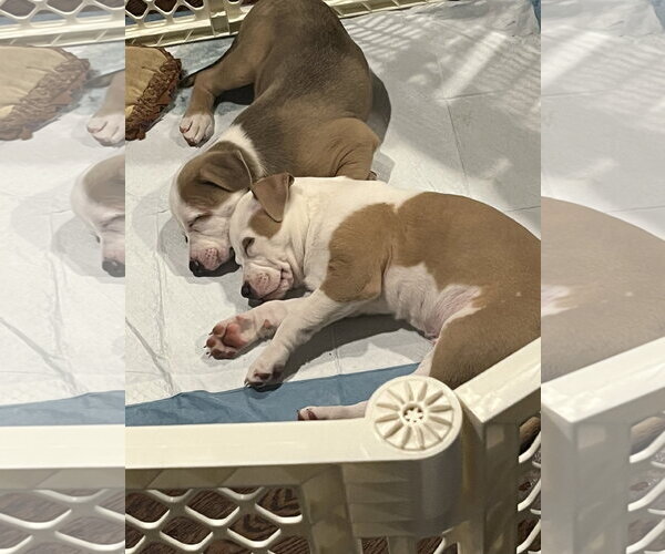 Medium Photo #2 Mutt Puppy For Sale in Rockaway, NJ, USA