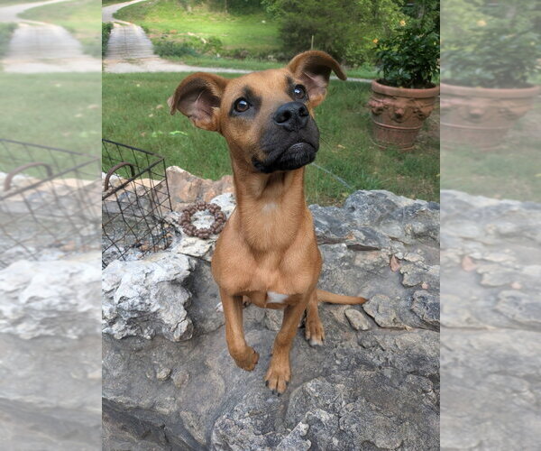 Medium Photo #3 Mutt Puppy For Sale in Vail, AZ, USA