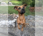 Small #2 Mutt