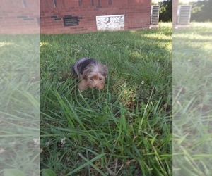 Yorkshire Terrier Puppy for sale in SHELBY, NC, USA