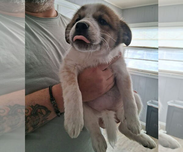 Medium Photo #1 Chihuahua-Unknown Mix Puppy For Sale in Grafton, WI, USA