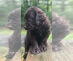 Small Photo #11 Labradoodle Puppy For Sale in SAGINAW, MN, USA