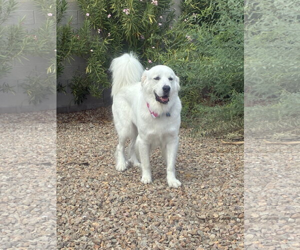 Medium Photo #1 Great Pyrenees Puppy For Sale in Bountiful, UT, USA