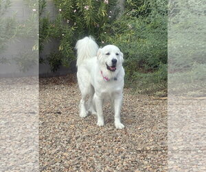 Great Pyrenees Dogs for adoption in Bountiful, UT, USA