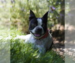 Small #4 Boston Terrier