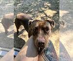 Small American Pit Bull Terrier Mix