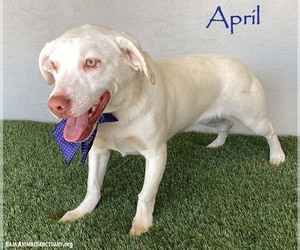 Labrador Retriever-Unknown Mix Dogs for adoption in San Diego, CA, USA