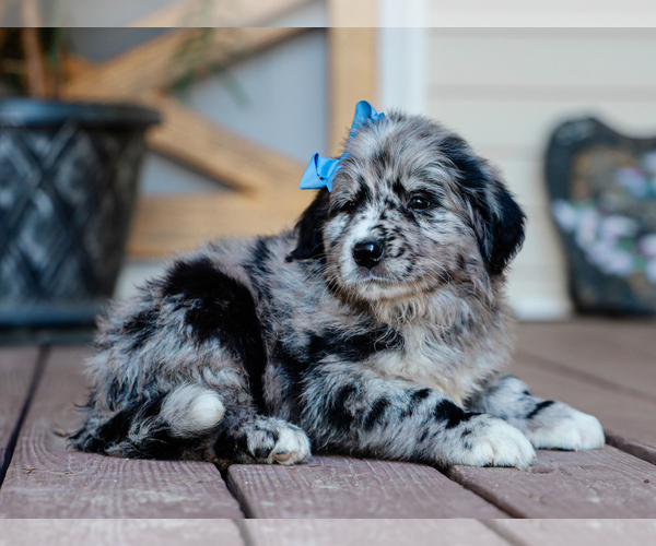 Medium Photo #1 Australian Retriever Puppy For Sale in LIBERTY, KY, USA