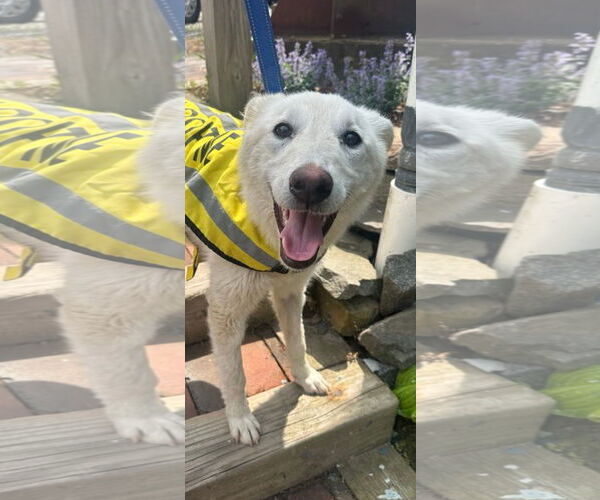 Medium Photo #2 Mutt Puppy For Sale in NYC, NY, USA