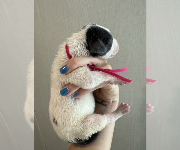 Medium Photo #35 Great Dane Puppy For Sale in HALLETTSVILLE, TX, USA