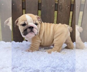 Bulldog Puppy for sale in CHESTERBROOK, PA, USA