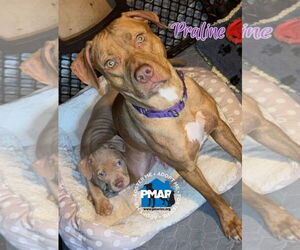 American Pit Bull Terrier-Unknown Mix Dogs for adoption in Binghamton, NY, USA