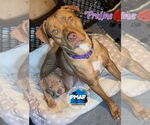 Small American Pit Bull Terrier Mix