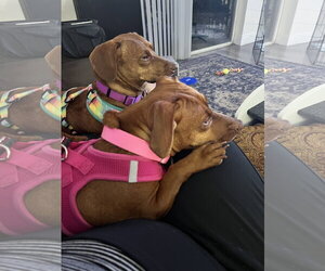 Dachshund Dogs for adoption in Fruitland, SC, USA