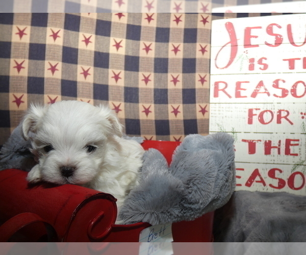 Medium Photo #2 Maltese Puppy For Sale in MOMEYER, NC, USA