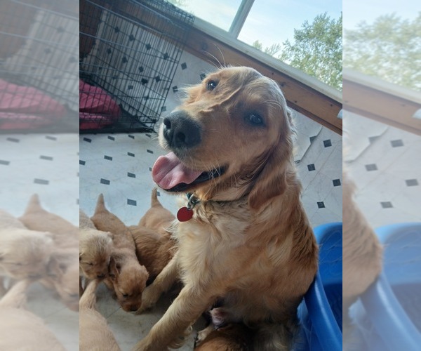 Medium Photo #1 Golden Retriever Puppy For Sale in GOSHEN, NH, USA