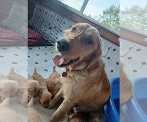 Mother of the Golden Retriever puppies born on 05/22/2025