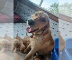 Small Photo #1 Golden Retriever Puppy For Sale in GOSHEN, NH, USA