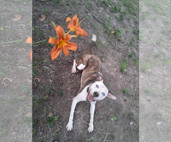 Medium Photo #2 American Pit Bull Terrier-Unknown Mix Puppy For Sale in Germantown, OH, USA