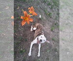 Small #1 American Pit Bull Terrier Mix