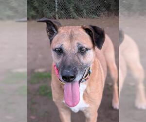 German Shepherd Dog Dogs for adoption in Sacramento, CA, USA