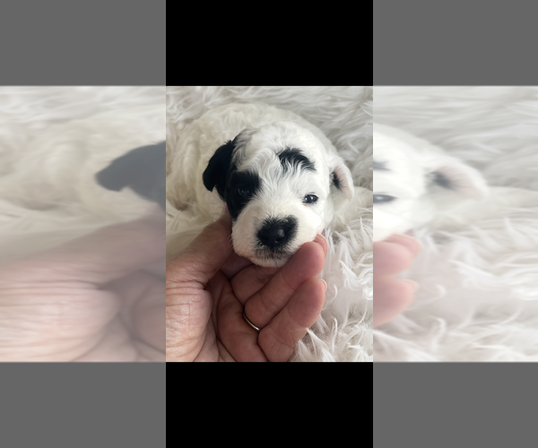 Medium Photo #1 Poodle (Toy) Puppy For Sale in NILES, MI, USA