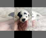 Image preview for Ad Listing. Nickname: Sparkles