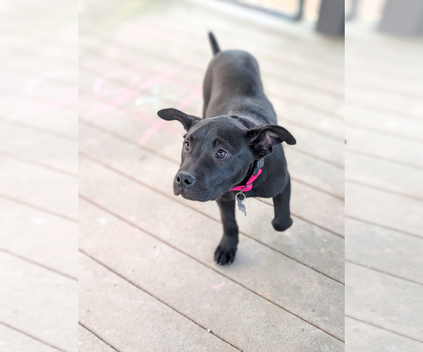 Medium Photo #3 Labrador Retriever-Unknown Mix Puppy For Sale in Boston, MA, USA