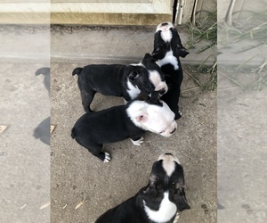 Boston Terrier Puppy for sale in MARION, IL, USA