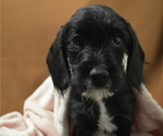 Small Photo #1 Poogle Puppy For Sale in PATERSON, NJ, USA