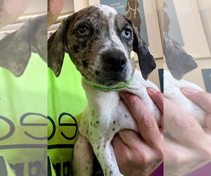 American Staffordshire Terrier-German Shorthaired Pointer Mix Dogs for adoption in Lawrenceville, NJ, USA