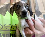 Small American Staffordshire Terrier-German Shorthaired Pointer Mix