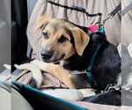 Small Photo #10 German Shepherd Dog-Unknown Mix Puppy For Sale in Silver Spring, MD, USA