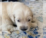 Small Photo #4 Golden Retriever Puppy For Sale in FAIR OAKS, CA, USA