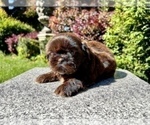 Puppy 2 Shih Tzu