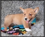 Small Photo #4 Pembroke Welsh Corgi Puppy For Sale in MANSFIELD, MO, USA