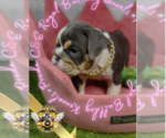Small Photo #28 English Bulldog Puppy For Sale in ATHENS, GA, USA