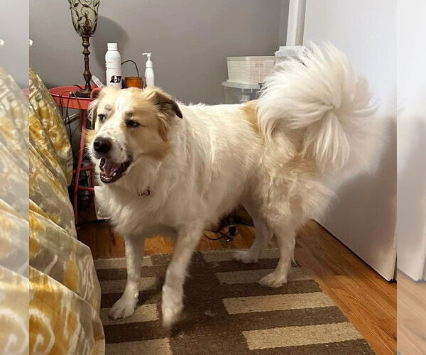 Medium Photo #9 Great Pyrenees Puppy For Sale in Spring, TX, USA